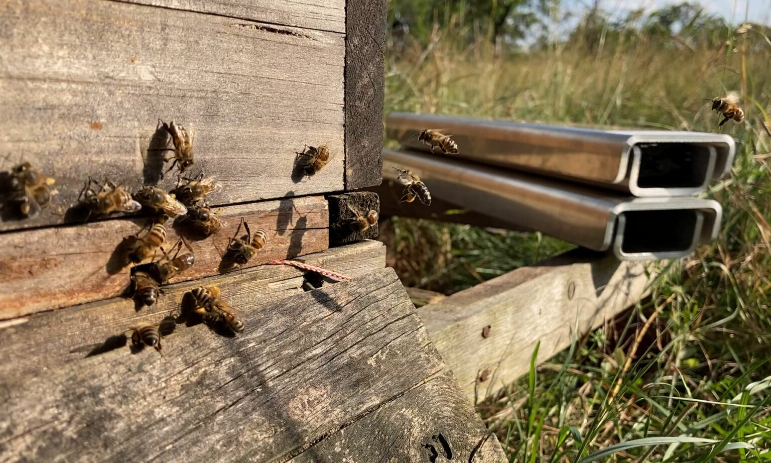 Bienenstockwaage - Goldrähmchen